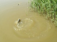 Lov s plavákom na okraji trstiny