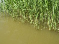 Lov s plavákom na okraji trstiny